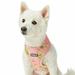 Blueberry Pet 2022 New Summer Sparkle Dog Harness Vest Adjustable Medium Size Chest Girth 19.5 - 26 Tropical Flower Baby Pink Hibiscus Floral Print Pet Harness