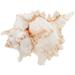 Conch Sea Shell Shells Ornament Beach Aquarium Natural Ocean Tank Rocks Fish Decor Nautical Seashell Seashells