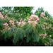 MIMOSA Seeds -- PINK POWDER PUFF TREE!! -- BEAUTIFUL!!!!!!!(10 - Seeds)