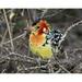 Kenya Red and yellow barbet perched on tree limb by Joanne Williams (36 x 24)