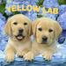 Yellow Labrador Retriever Puppies | 2024 12x24 (Hanging) Wall Calendar | BrownTrout