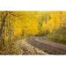 CO Uncompahgre NF Autumn-colored aspen trees by Don Grall (24 x 15)