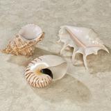 Coastal Soothing Shells Wall Art or Tabletop Accent Ivory 7.5â€�H-11â€�H Set of 3