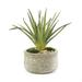 Jenny Silks Real Touch Faux Aloe Plant in Modern Round Garden Pot - Green