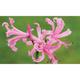 Thompson & Morgan 50 x Nerine bowdenii Pink bulbs