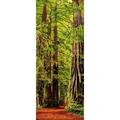 Vertical panoramic of giant Redwood trees in Redwood National Park-California by SMO (13 x 36)