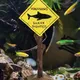 Mini panneaux d'iode de requin décoration de paysage d'aquarium petits poissons panneaux