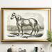 Darby Home Co 'Equine Sketch VIII' Framed Oil Painting Print on Canvas in Black | 27 H x 39 W x 2 D in | Wayfair DBHM2179 40833369