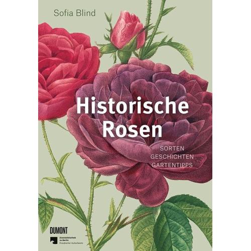 Historische Rosen - Sofia Blind