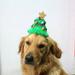 Pet Christmas and Paty Headwear Adjustable Dogs Cats Christmas Tree Headband Hat Pet Supplies For Party Decoration