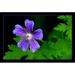 Garden Blossom Summer Cranesbill Bloom Bloom - Laminated Poster Print - 12 Inch by 18 Inch with Bright Colors and Vivid Imagery