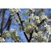 Cherry Tree Bloom Cherry Blossoms Blossom Flower - Laminated Poster Print - 20 Inch by 30 Inch with Bright Colors and Vivid Imagery