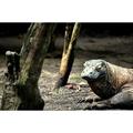 Indonesia Komodo Reptile Dragon Lizard Wild - Laminated Poster Print - 20 Inch by 30 Inch with Bright Colors and Vivid Imagery