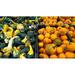 Pumpkins Pumpkin Orange Harvest Halloween Farm - Laminated Poster Print - 20 Inch by 30 Inch with Bright Colors and Vivid Imagery