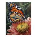 Monarch Butterfly On Chrysanthemum Flower Pencil Spring Bloom With Insect Macro Close-Up Wing Pattern Vibrant Colourful Bright Floral Modern Artwork Extra Large XL Wall Art Poster Print