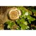 Knothole Vegetation Ivy Tree Nature - Laminated Poster Print - 20 Inch by 30 Inch with Bright Colors and Vivid Imagery