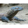 Komodo Lizard Reptile Komodo Dragon Big Large - Laminated Poster Print - 20 Inch by 30 Inch with Bright Colors and Vivid Imagery