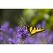 Insect Flowers Monarch Butterfly Lavender Spring - Laminated Poster Print - 20 Inch by 30 Inch with Bright Colors and Vivid Imagery