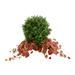 Primrue Melba Outdoor Boxwood Topiary Drop-In w/ Ivy Plastic/Polysilk in Black | 26 H x 35 W x 35 D in | Wayfair 31E566B73494432EBE0ADBD14BD7754C