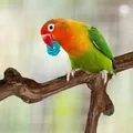 Perchoirs en bois naturel pour Cage à oiseaux accessoires pour perroquets perruches Cockatiels
