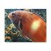 Rosecliff Heights Orange Fish by Kelly Johnson - Wrapped Canvas Photograph Canvas in Blue/Orange | 12 H x 16 W x 2 D in | Wayfair