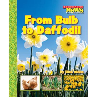 Scholastic News: From Bulb to Daffodil (paperback)...