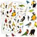 Bird Wild Animals Stickers Party Supplies 850 Counts Tropical Safari Jungle Bird Animals Stickers for Birthday Party Favors Water Bottle Scrapbook Phone Case Laptop Calendar Planner Stickers for Kids