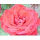 Rosa 'Loving Memory' Bare Root Rose - Crimson Shapely Blooms - Hybrid Tea - Bereavement Rose