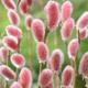 Salix '(Mount Aso) Japanese pink pussy-willow 3Lt XXL Pot Delivered to your door