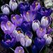 Blue Moon Crocus Mix - 20 Large Bulbs to Grow - Vibrant Purple and Blue Blooms. Perennial Flowers Ships from Iowa USA