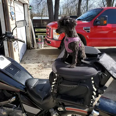 Sac de support d'équitation pour moto étui pour chien étui pour animal de compagnie accessoires
