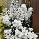 Olearia phlogopappa Spring Bling Daisy Bush 3L Pot XXL Shrub Plants to your door