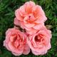 Shrub bush rose Blessings pink fragrant flowers bare root garden roses