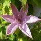 Gardeners Dream Clematis Hagley Hybrid - Pastel Pink Flowers, Climbing Plant, Low Maintenance (20-30Cm Height Including Pot)
