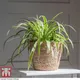 Thompson & Morgan Chlorophytum Spider Plant - Houseplant - 1 Plant