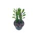 Original African Milk Tree Euphorbia trigona Green Non-Variegated Giant Big Thick Multi Branches in a 4 inch Pot Well Rooted Beautiful