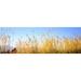 Tall grass in a national park Grand Teton National Park Wyoming USA Poster Print by - 36 x 12