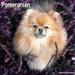 2024 Pomeranian Calendar - Monthly Wall Calendar - 12 x 24 Open - Premium Thick No-Bleed Paper - Giftable - Teacher s Planner Calendar Organizing & Planning