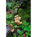 British Columbia Bowron Lakes Park Bunchberry Forest Poster Print by Gary Luhm - 17 x 26 in.