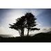 The Silhouette of A Tree Against A Bright Blue Sky & Cloud with The Pacific Coastline on Fort Point - San Francisco California Poster Print - 38 x 24 in. - Large