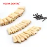 Modello di denti dentali 28/32pcs per denti di ricambio per la pratica del tecnico odontotecnico per