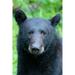 Alaska-Tongass National Forest-Anan Creek. American black bear Face detail. Poster Print - Cindy Miller Hopkins (24 x 36)