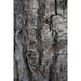 Bark of balsam poplar tree-Lunch Tree Hill-Grand Teton National Park-Wyoming-Usa. Poster Print - Roddy Scheer (24 x 36)