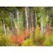 USA-Washington State-Kittitas County. Vine maple trees mixed in with some aspen trunks. Poster Print - Julie Eggers (36 x 24)