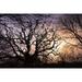 Sessile Oak trees Quercus petraea silhouetted against the setting sun. Poster Print by Loop Images Ltd. (17 x 11)