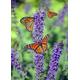 Butterfly on Lavender - 2000 Piece Wooden Jigsaw Puzzle - Floor Entertainment Puzzle for Adults and Teens