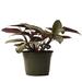 American Plant Exchange Calathea Live Prayer Plant Silver Star, 1-Gallon Nursery Pot in Black | 14 H x 6 D in | Wayfair CALATHEASILVERSTAR01