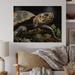 Bayou Breeze Closeup Turtle Portrait II - Unframed Print on Wood in Black/Brown/Yellow | 10 H x 20 W x 0.78 D in | Wayfair