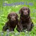 BrownTrout Chocolate Lab Retriever Puppies 2024 Wall Calendar
