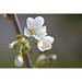 Cherry Flower Cherry Blossom Macro - Laminated Poster Print - 20 Inch by 30 Inch with Bright Colors and Vivid Imagery
